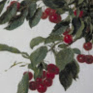 Meet your Posher, Claudia